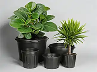 Plant Pots