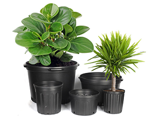 Agricultural Horticulture